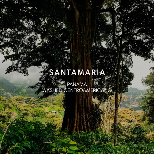 SANTAMARIA PASO ANCHO
